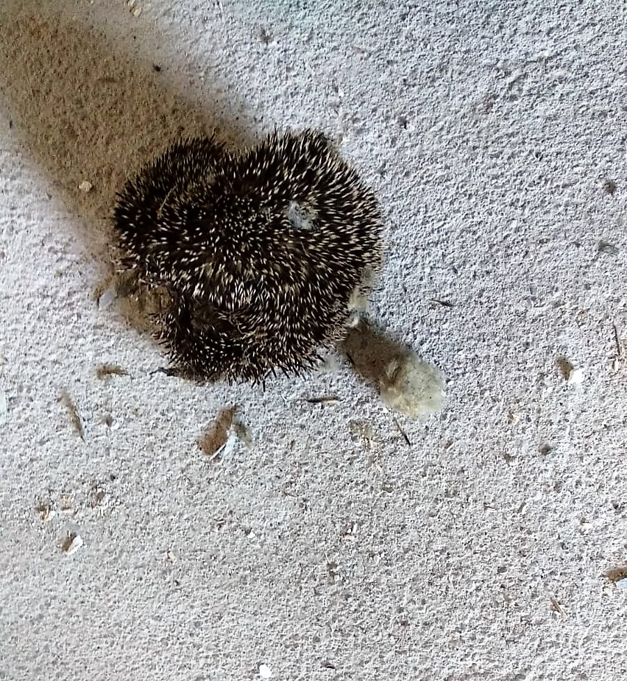 Igel_tot